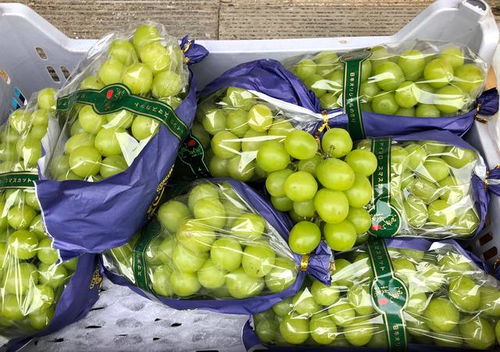 大連早市物價觀察 水果便宜桃子價低，海產(chǎn)品遇冷賣家稱鮮活無事