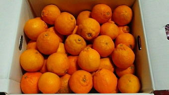 日本蔬菜代購指南 價格、二手市場與選購技巧